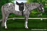 Horse Color:Smoky Black Appaloosa 