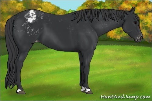 Horse Color:Black Appaloosa 