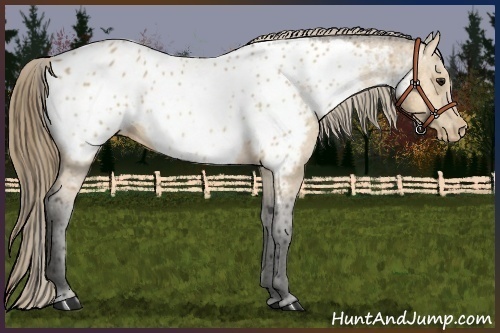 Horse Color:Buckskin Appaloosa 