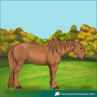 Horse Color:Chestnut Rabicano 