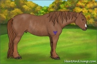 Horse Color:Chestnut Rabicano 