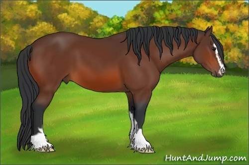 Horse Color:Bay Sabino