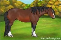 Horse Color:Bay Sabino 