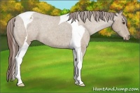 Horse Color:Classic Champagne Roan Tobiano Varnish 