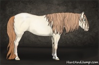 Horse Color:Buckskin Pearl Dun Sabino Rabicano
