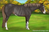 Horse Color:Liver Chestnut Sabino Rabicano 