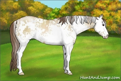 Horse Color:White Spotted Grullo Pearl 