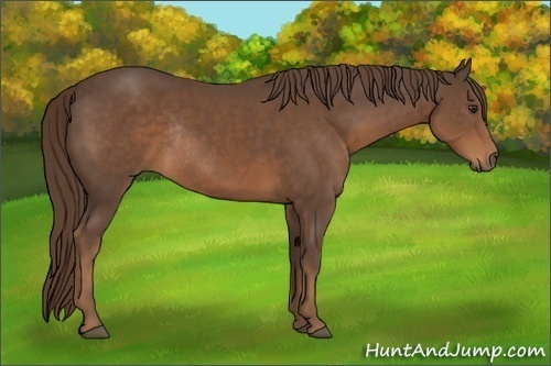 Horse Color:Liver Chestnut Rabicano 