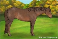 Horse Color:Liver Chestnut Rabicano 