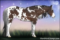 Horse Color:White Spotted Bay Sabino