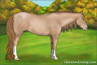 Horse Color:Chestnut Pearl