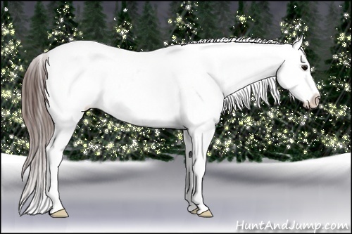 Horse Color:Brown Appaloosa 