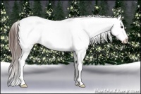 Horse Color:Brown Appaloosa