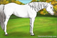 Horse Color:Liver Chestnut Appaloosa Rabicano 