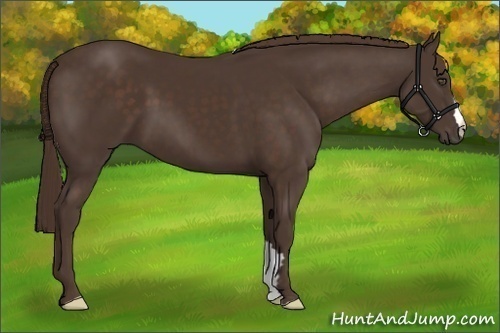Horse Color:Liver Chestnut Frame 