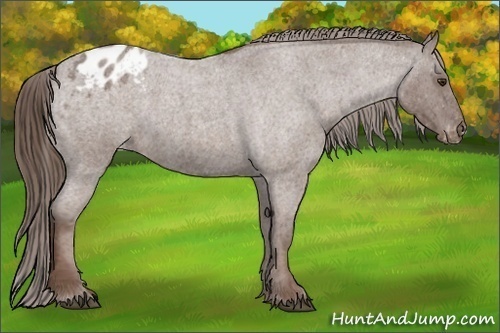 Horse Color:Liver Red Roan Appaloosa Rabicano 