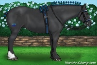 Horse Color:Black and Black