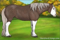 Horse Color:Silver Black Splash