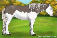 Horse Color:Silver Black Splash