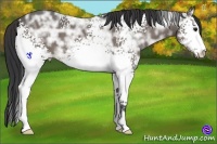 Horse Color:White Spotted Buckskin Ice Sabino 