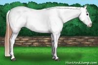 Horse Color:Grullo Blanket 