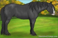 Horse Color:Blue Roan Splash 