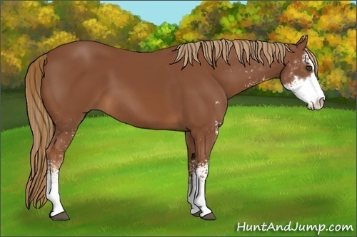 Horse Color:Chestnut Sabino