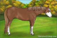 Horse Color:Chestnut Sabino