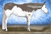 Horse Color:Silver Black Splash