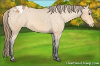 Horse Color:Buckskin Varnish 