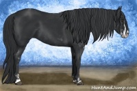 Horse Color:Black Sabino 
