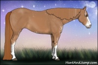 Horse Color:Chestnut Sabino