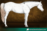Horse Color:Chestnut Sabino