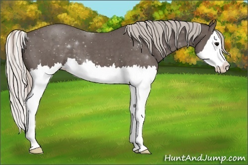 Horse Color:Silver Blue Roan Splash
