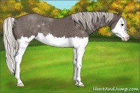 Horse Color:Silver Blue Roan Splash