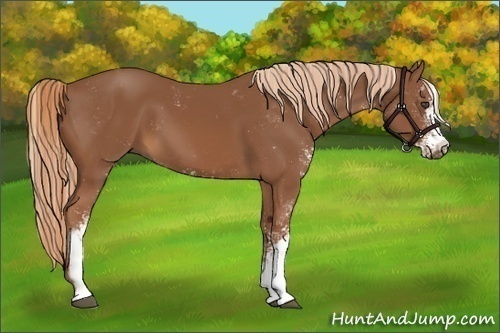 Horse Color:Chestnut Sabino