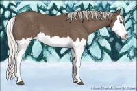 Horse Color:Silver Black Splash