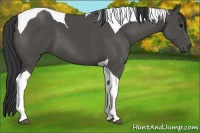 Horse Color:Black Tobiano 