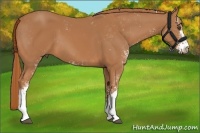 Horse Color:Chestnut Sabino