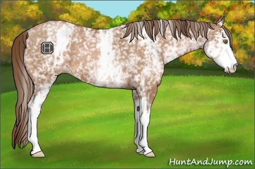 Horse Color:White Spotted Bay Pearl