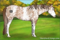 Horse Color:White Spotted Bay Pearl 