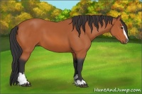 Horse Color:Bay Sabino