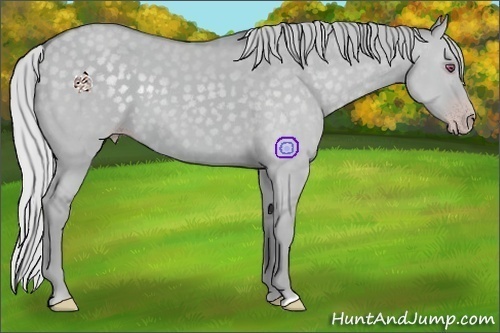 Horse Color:Silver Classic Champagne Chinchilla Dun 
