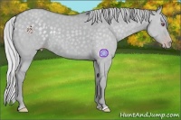 Horse Color:Silver Classic Champagne Chinchilla Dun 
