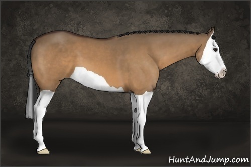 Horse Color:Bay Dun Splash