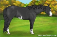 Horse Color:Black Sabino