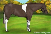 Horse Color:Liver Chestnut Tobiano Frame 