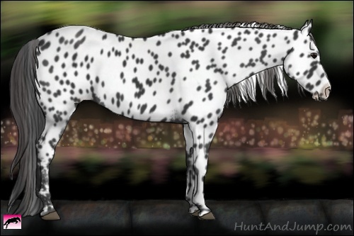 Horse Color:Black Near Leopard 
