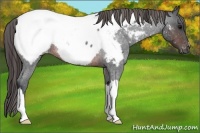 Horse Color:Brown Roan Appaloosa