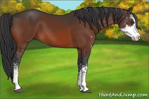 Horse Color:Bay Sabino 
